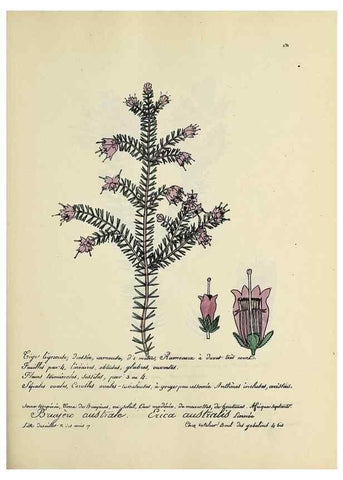 Reproducción/Reproduction 49501602467: Flore universelle. Saint-Denis :Au Bureau et chez Meilhac :[1848]-[1849]. 