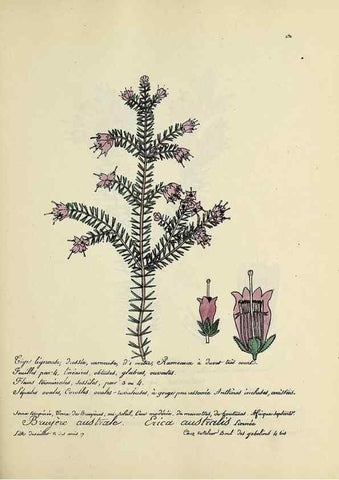 Reproducción/Reproduction 49501602467: Flore universelle. Saint-Denis :Au Bureau et chez Meilhac :[1848]-[1849]. 