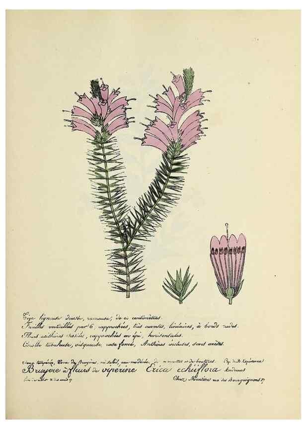 Reproducción/Reproduction 49501378821: Flore universelle. Saint-Denis :Au Bureau et chez Meilhac :[1848]-[1849]. 