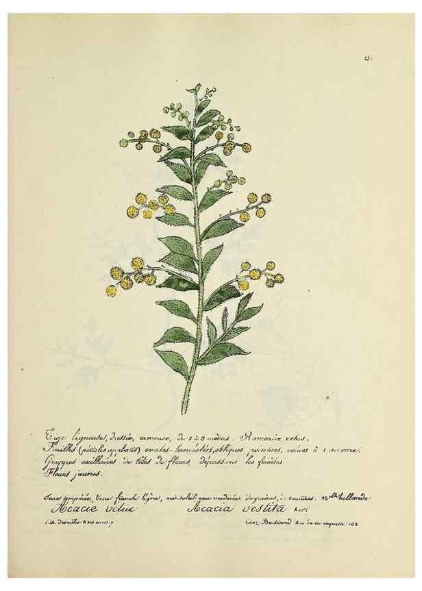 Reproducción/Reproduction 49501379091: Flore universelle. Saint-Denis :Au Bureau et chez Meilhac :[1848]-[1849]. 