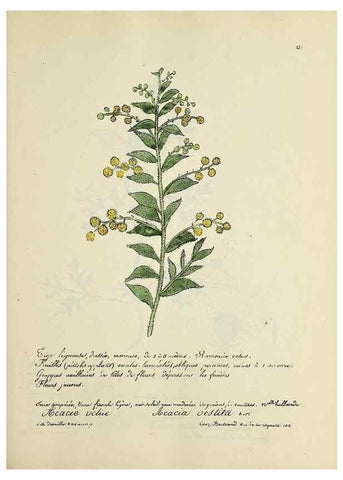 Reproducción/Reproduction 49501379091: Flore universelle. Saint-Denis :Au Bureau et chez Meilhac :[1848]-[1849]. 