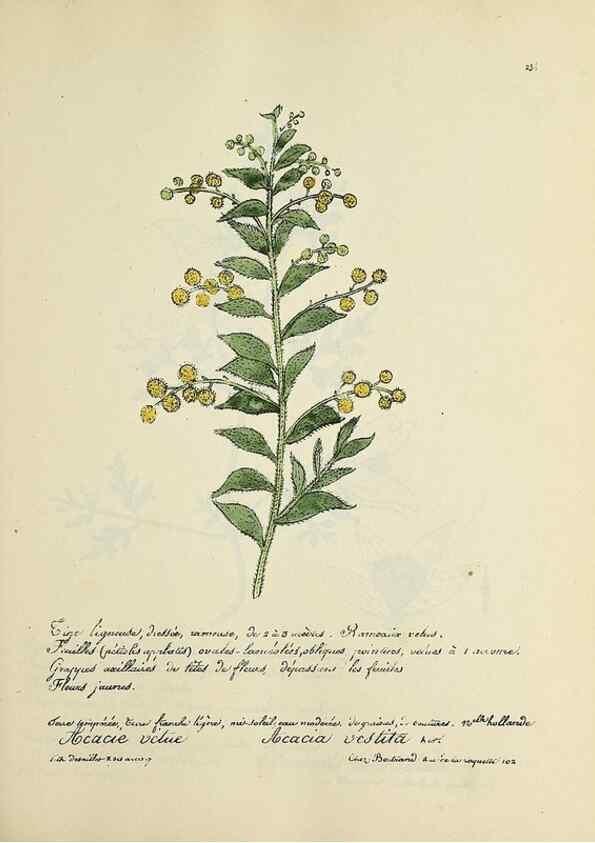 Reproducción/Reproduction 49501379091: Flore universelle. Saint-Denis :Au Bureau et chez Meilhac :[1848]-[1849]. 