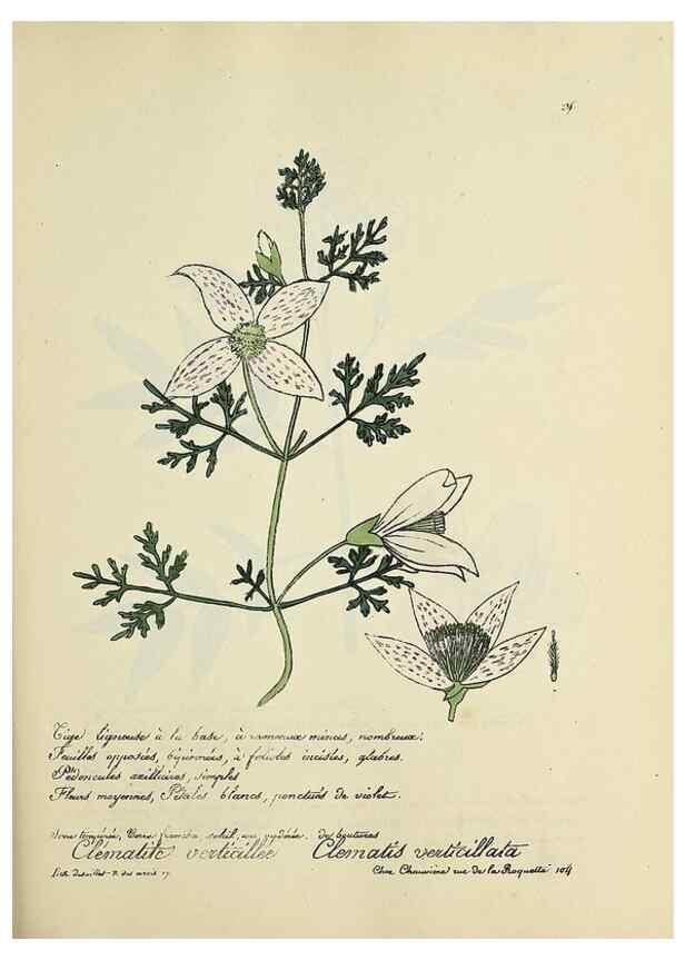 Reproducción/Reproduction 49500874463: Flore universelle. Saint-Denis :Au Bureau et chez Meilhac :[1848]-[1849]. 