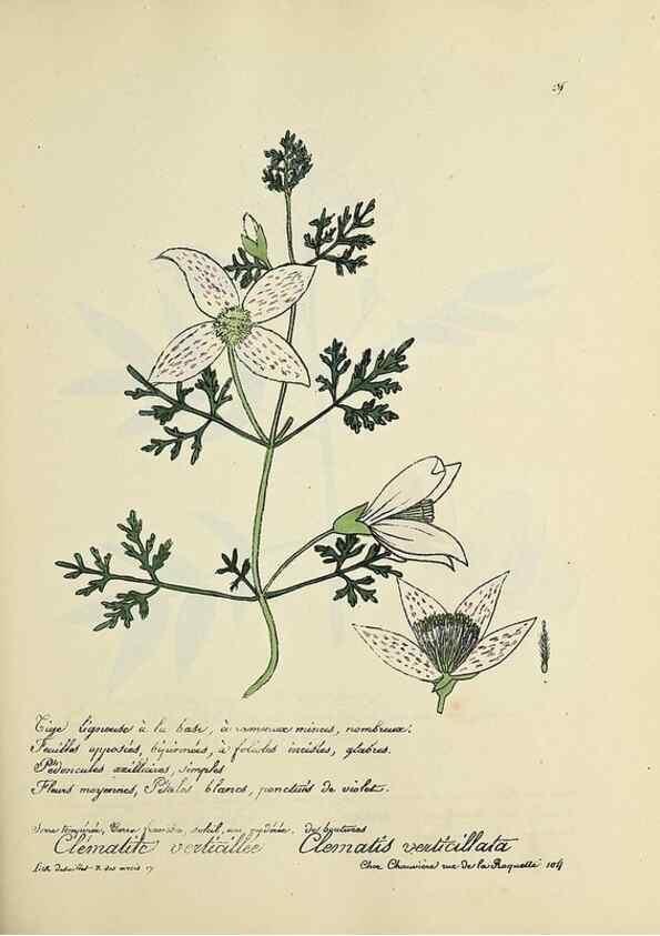 Reproducción/Reproduction 49500874463: Flore universelle. Saint-Denis :Au Bureau et chez Meilhac :[1848]-[1849]. 