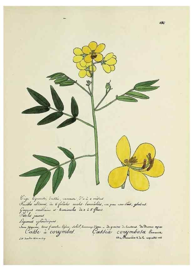 Reproducción/Reproduction 49501379796: Flore universelle. Saint-Denis :Au Bureau et chez Meilhac :[1848]-[1849]. 