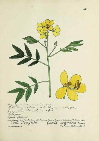 Reproducción/Reproduction 49501379796: Flore universelle. Saint-Denis :Au Bureau et chez Meilhac :[1848]-[1849]. 
