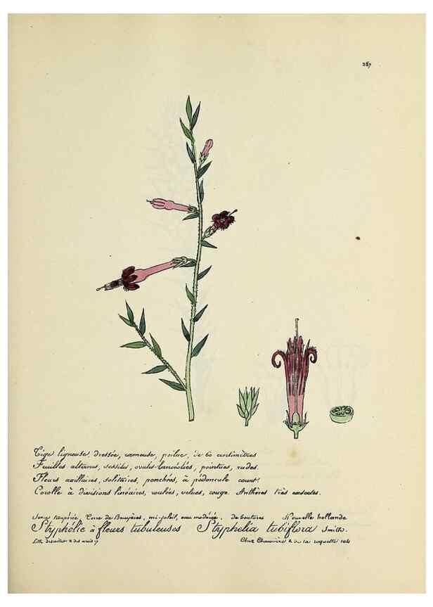 Reproducción/Reproduction 49500875158: Flore universelle. Saint-Denis :Au Bureau et chez Meilhac :[1848]-[1849]. 