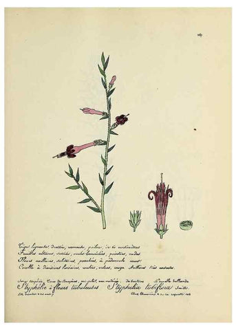 Reproducción/Reproduction 49500875158: Flore universelle. Saint-Denis :Au Bureau et chez Meilhac :[1848]-[1849]. 