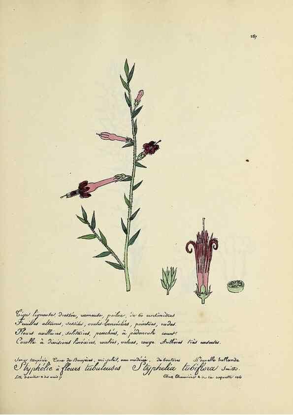 Reproducción/Reproduction 49500875158: Flore universelle. Saint-Denis :Au Bureau et chez Meilhac :[1848]-[1849]. 