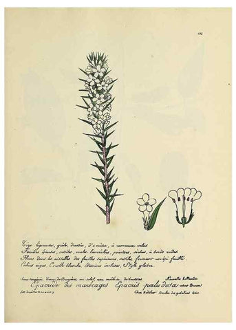 Reproducción/Reproduction 49501604317: Flore universelle. Saint-Denis :Au Bureau et chez Meilhac :[1848]-[1849]. 