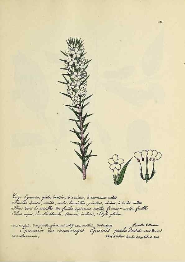 Reproducción/Reproduction 49501604317: Flore universelle. Saint-Denis :Au Bureau et chez Meilhac :[1848]-[1849]. 
