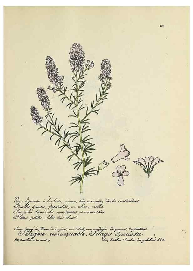 Reproducción/Reproduction 49500873228: Flore universelle. Saint-Denis :Au Bureau et chez Meilhac :[1848]-[1849]. 