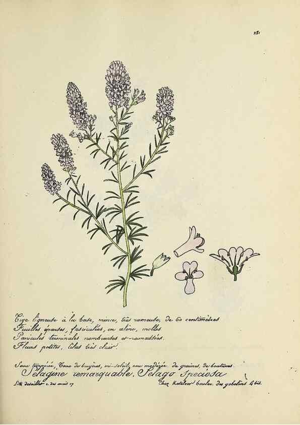 Reproducción/Reproduction 49500873228: Flore universelle. Saint-Denis :Au Bureau et chez Meilhac :[1848]-[1849]. 
