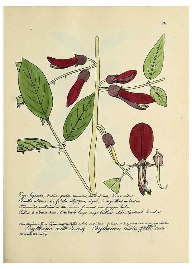 Reproducción/Reproduction 49501604567: Flore universelle. Saint-Denis :Au Bureau et chez Meilhac :[1848]-[1849]. 