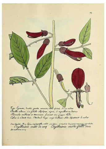 Reproducción/Reproduction 49501604567: Flore universelle. Saint-Denis :Au Bureau et chez Meilhac :[1848]-[1849]. 