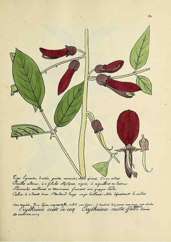 Reproducción/Reproduction 49501604567: Flore universelle. Saint-Denis :Au Bureau et chez Meilhac :[1848]-[1849]. 