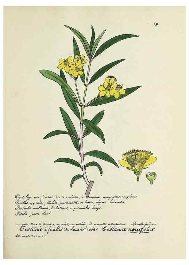 Reproducción/Reproduction 49501381181: Flore universelle. Saint-Denis :Au Bureau et chez Meilhac :[1848]-[1849]. 