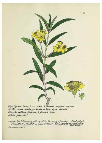Reproducción/Reproduction 49501381181: Flore universelle. Saint-Denis :Au Bureau et chez Meilhac :[1848]-[1849]. 