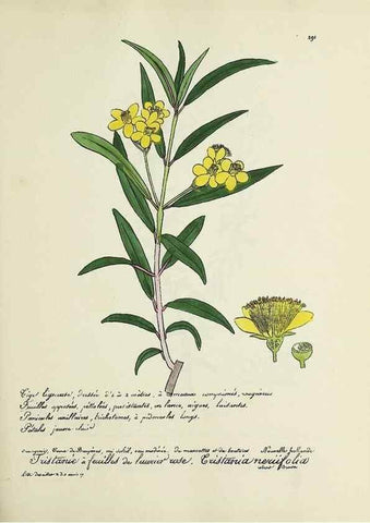 Reproducción/Reproduction 49501381181: Flore universelle. Saint-Denis :Au Bureau et chez Meilhac :[1848]-[1849]. 