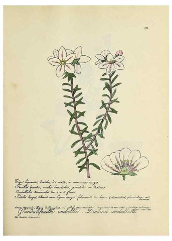 Reproducción/Reproduction 49501605487: Flore universelle. Saint-Denis :Au Bureau et chez Meilhac :[1848]-[1849]. 