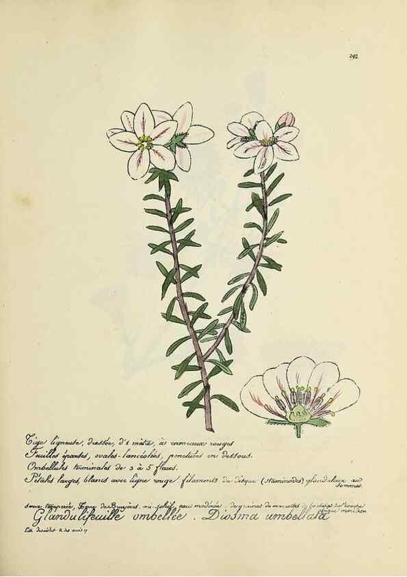 Reproducción/Reproduction 49501605487: Flore universelle. Saint-Denis :Au Bureau et chez Meilhac :[1848]-[1849]. 