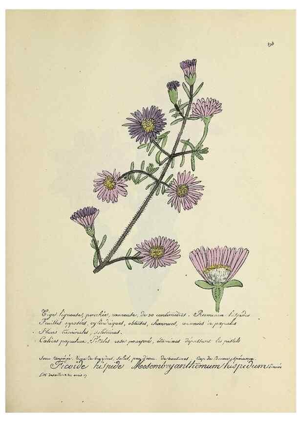 Reproducción/Reproduction 49500876853: Flore universelle. Saint-Denis :Au Bureau et chez Meilhac :[1848]-[1849]. 