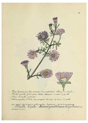 Reproducción/Reproduction 49500876853: Flore universelle. Saint-Denis :Au Bureau et chez Meilhac :[1848]-[1849]. 