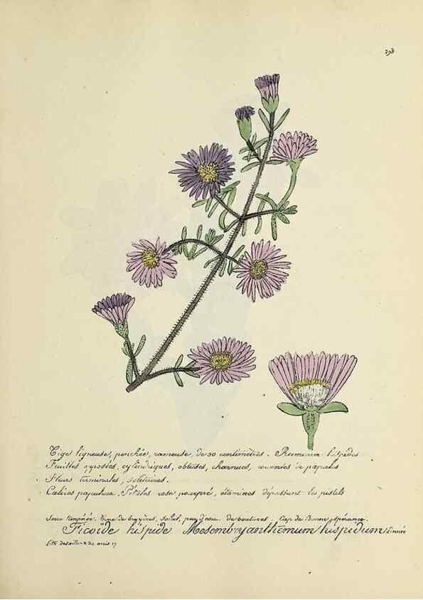 Reproducción/Reproduction 49500876853: Flore universelle. Saint-Denis :Au Bureau et chez Meilhac :[1848]-[1849]. 