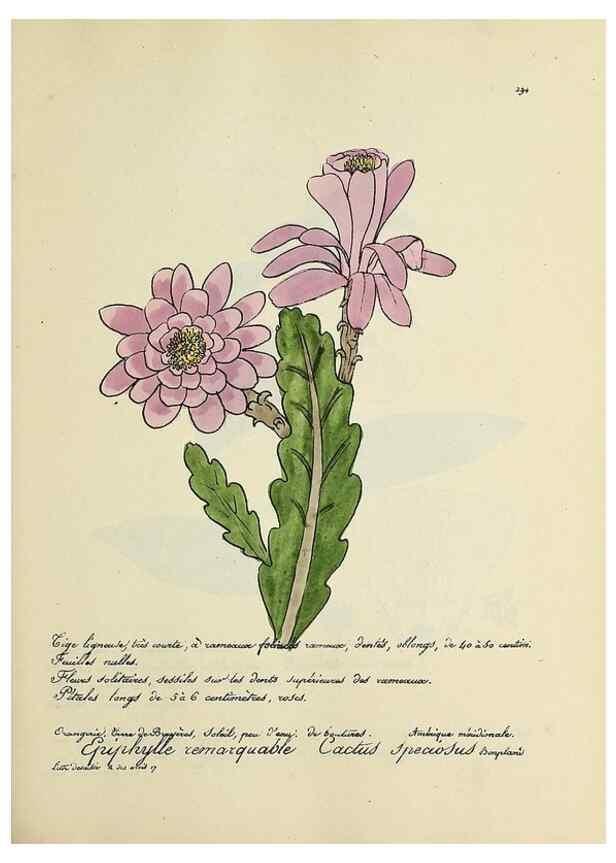 Reproducción/Reproduction 49501382036: Flore universelle. Saint-Denis :Au Bureau et chez Meilhac :[1848]-[1849]. 