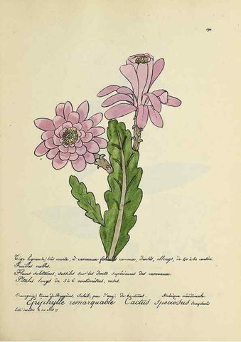 Reproducción/Reproduction 49501382036: Flore universelle. Saint-Denis :Au Bureau et chez Meilhac :[1848]-[1849]. 