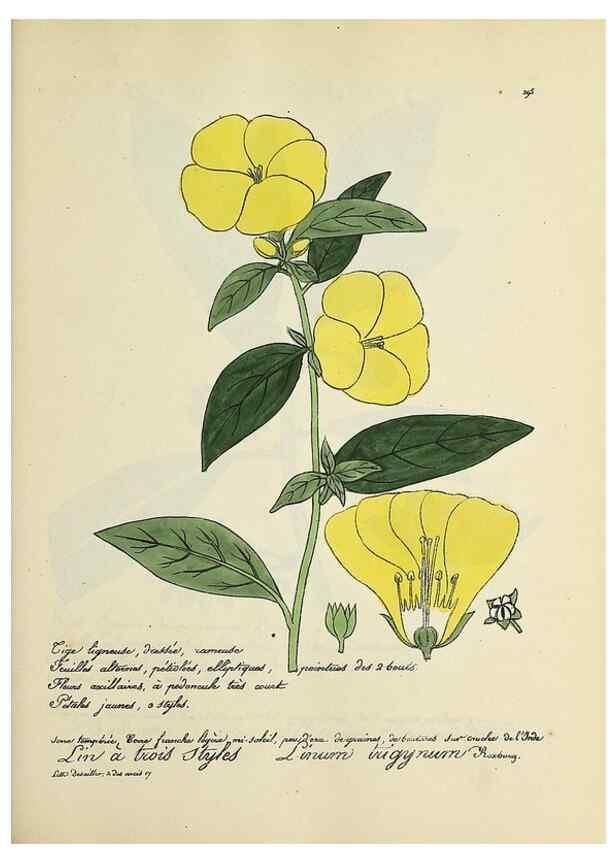 Reproducción/Reproduction 49501382266: Flore universelle. Saint-Denis :Au Bureau et chez Meilhac :[1848]-[1849]. 