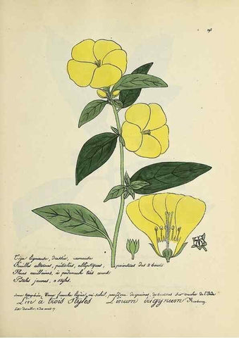 Reproducción/Reproduction 49501382266: Flore universelle. Saint-Denis :Au Bureau et chez Meilhac :[1848]-[1849]. 