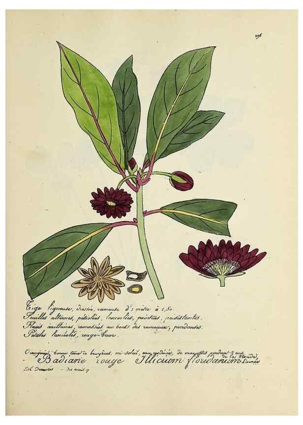 Reproducción/Reproduction 49501382551: Flore universelle. Saint-Denis :Au Bureau et chez Meilhac :[1848]-[1849]. 