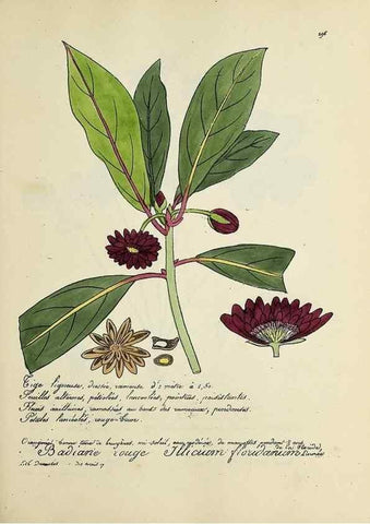 Reproducción/Reproduction 49501382551: Flore universelle. Saint-Denis :Au Bureau et chez Meilhac :[1848]-[1849]. 