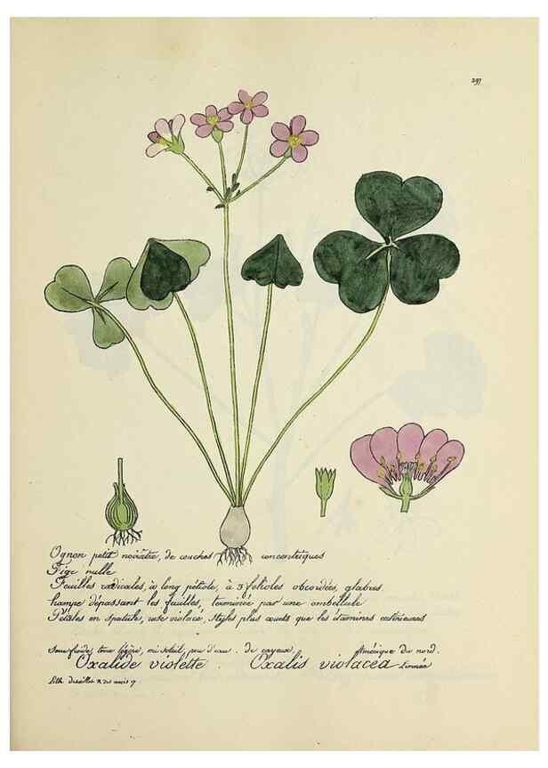 Reproducción/Reproduction 49501382846: Flore universelle. Saint-Denis :Au Bureau et chez Meilhac :[1848]-[1849]. 