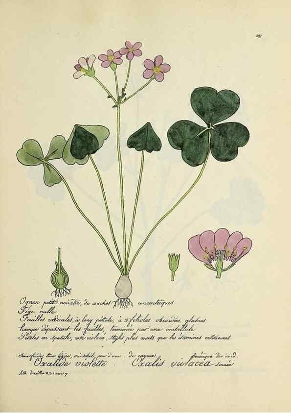 Reproducción/Reproduction 49501382846: Flore universelle. Saint-Denis :Au Bureau et chez Meilhac :[1848]-[1849]. 