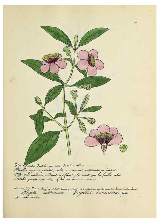 Reproducción/Reproduction 49501380911: Flore universelle. Saint-Denis :Au Bureau et chez Meilhac :[1848]-[1849]. 