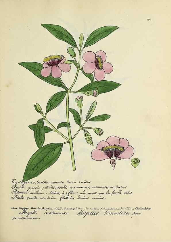 Reproducción/Reproduction 49501380911: Flore universelle. Saint-Denis :Au Bureau et chez Meilhac :[1848]-[1849]. 
