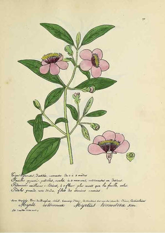 Reproducción/Reproduction 49501380911: Flore universelle. Saint-Denis :Au Bureau et chez Meilhac :[1848]-[1849]. 