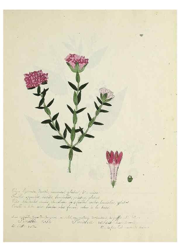 Reproducción/Reproduction 49500901973: Flore universelle. Saint-Denis :Au Bureau et chez Meilhac :[1848]-[1849]. 