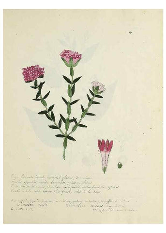 Reproducción/Reproduction 49500901973: Flore universelle. Saint-Denis :Au Bureau et chez Meilhac :[1848]-[1849]. 