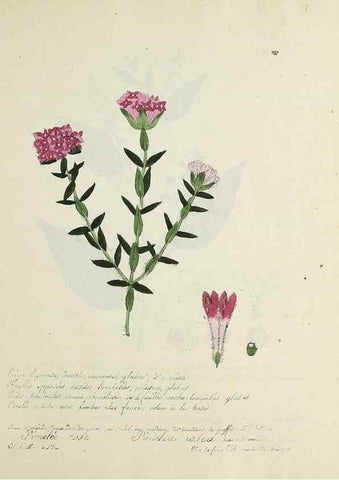 Reproducción/Reproduction 49500901973: Flore universelle. Saint-Denis :Au Bureau et chez Meilhac :[1848]-[1849]. 