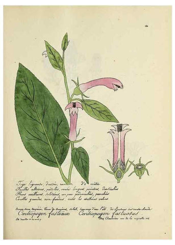 Reproducción/Reproduction 49501601652: Flore universelle. Saint-Denis :Au Bureau et chez Meilhac :[1848]-[1849]. 