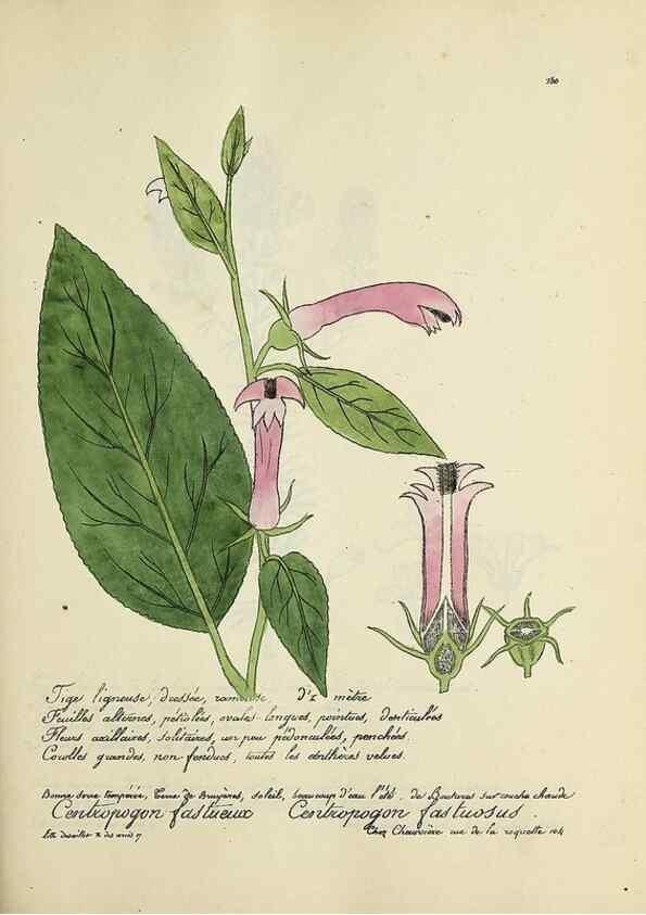 Reproducción/Reproduction 49501601652: Flore universelle. Saint-Denis :Au Bureau et chez Meilhac :[1848]-[1849]. 