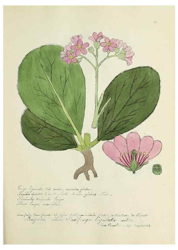 Reproducción/Reproduction 49500872068: Flore universelle. Saint-Denis :Au Bureau et chez Meilhac :[1848]-[1849]. 