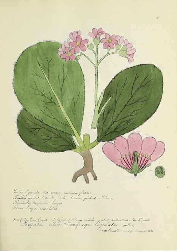 Reproducción/Reproduction 49500872068: Flore universelle. Saint-Denis :Au Bureau et chez Meilhac :[1848]-[1849]. 