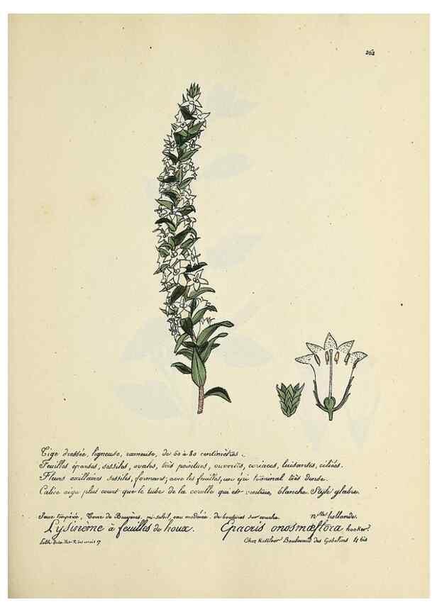 Reproducción/Reproduction 49501594397: Flore universelle. Saint-Denis :Au Bureau et chez Meilhac :[1848]-[1849]. 