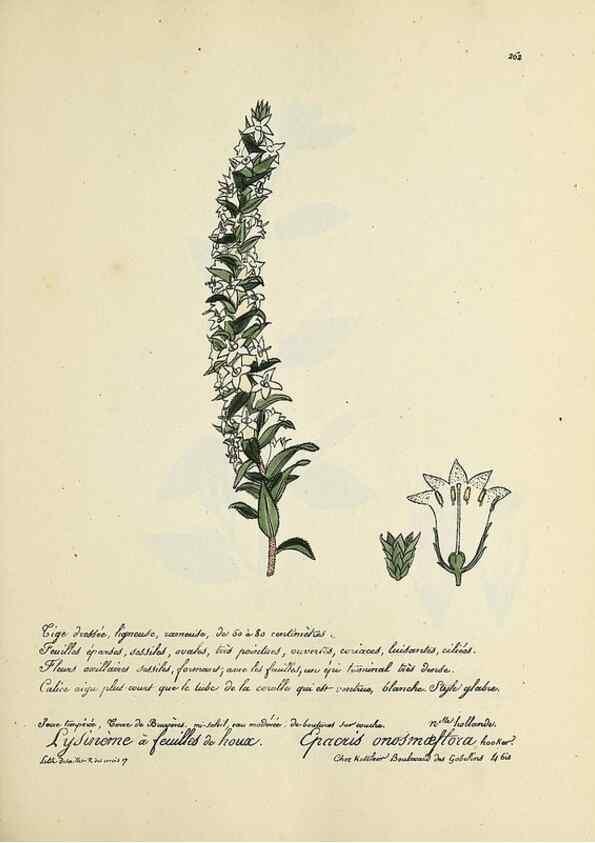 Reproducción/Reproduction 49501594397: Flore universelle. Saint-Denis :Au Bureau et chez Meilhac :[1848]-[1849]. 