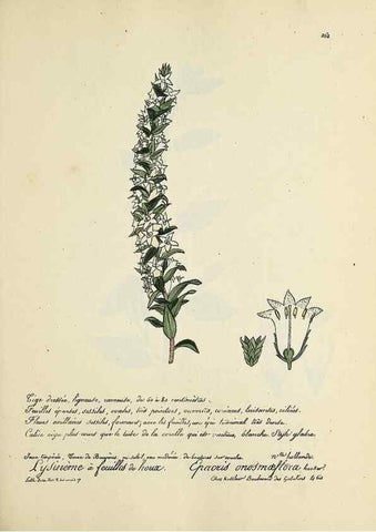 Reproducción/Reproduction 49501594397: Flore universelle. Saint-Denis :Au Bureau et chez Meilhac :[1848]-[1849]. 