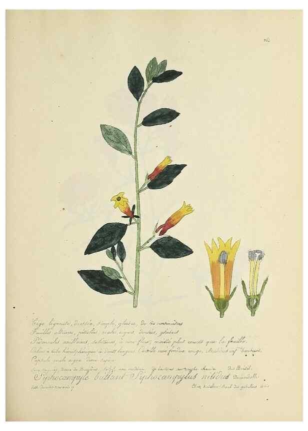 Reproducción/Reproduction 49500866113: Flore universelle. Saint-Denis :Au Bureau et chez Meilhac :[1848]-[1849]. 